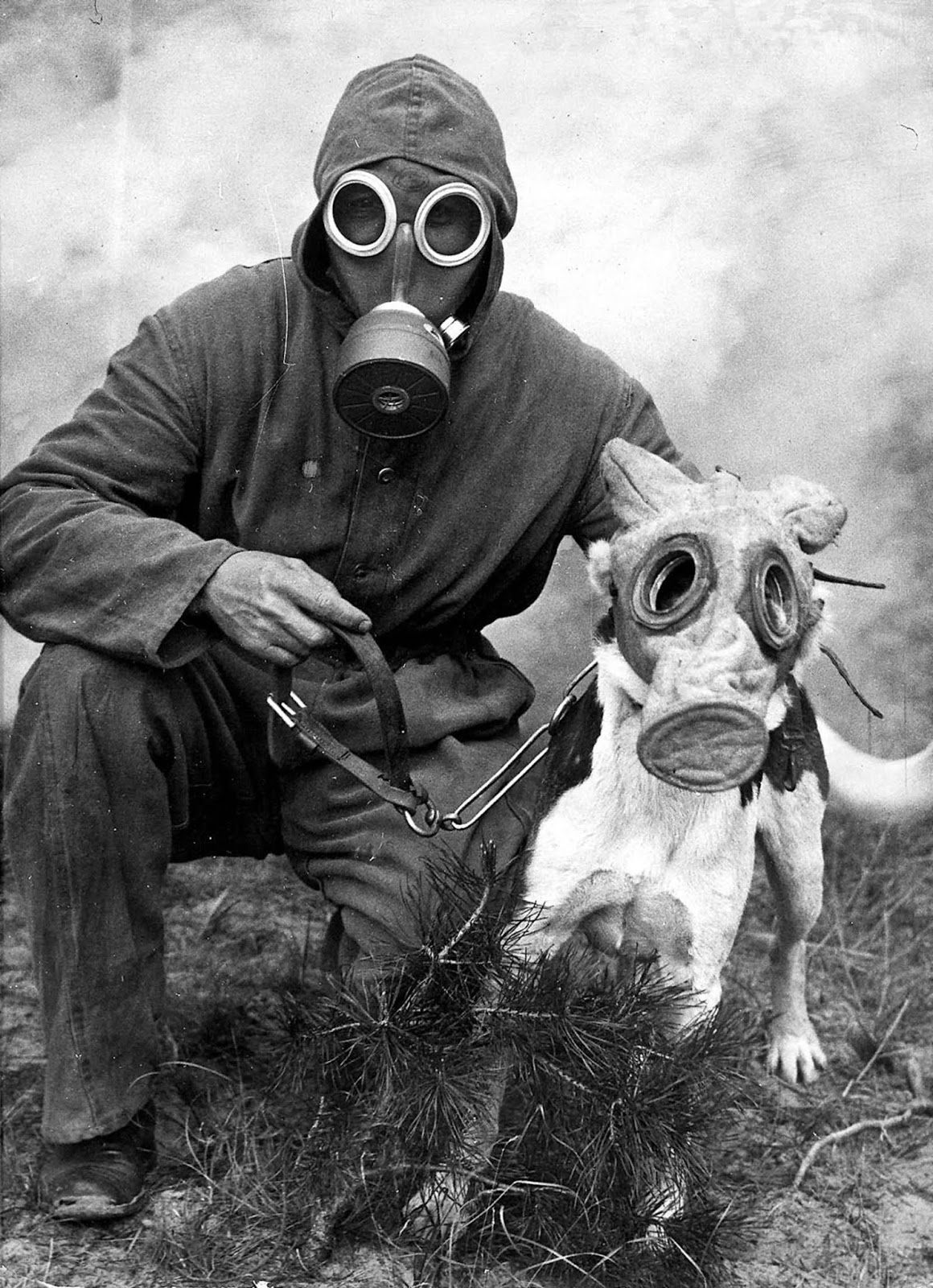 Seltene Fotografien von Kriegshunden mit Gasmasken, 1915-1970